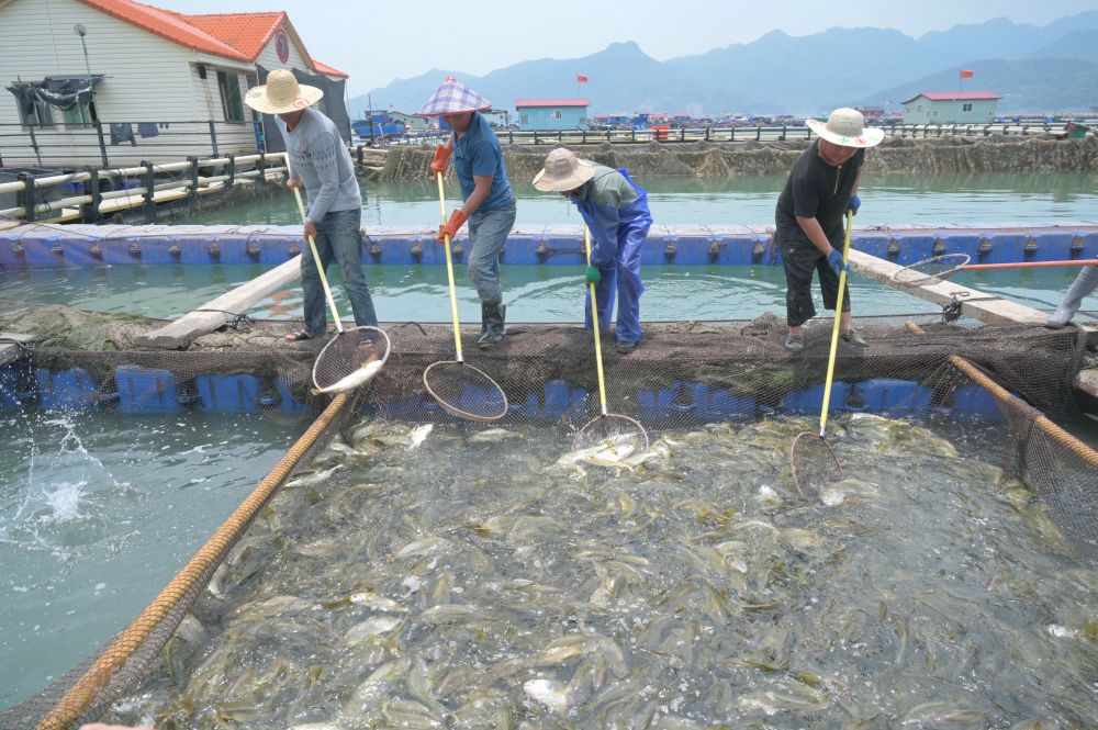 丰富食物“资源库” 唱好农业“山海经”——福建深入践行大食物观的经验启示 第 2 张