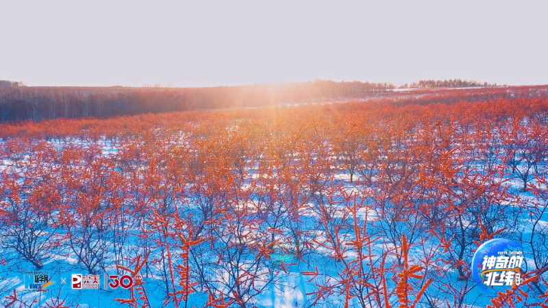 走进完美沙棘种植基地 《神奇的北纬》邂逅“时间的果实” 第 2 张