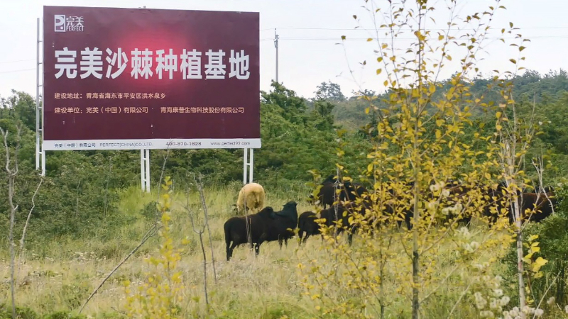 走进完美沙棘种植基地 《神奇的北纬》邂逅“时间的果实” 第 7 张