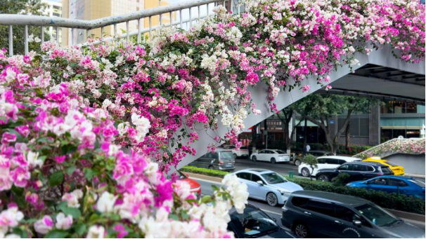 解码花卉“种业芯片”！以新质生产力助推绿美广州建设 第 1 张