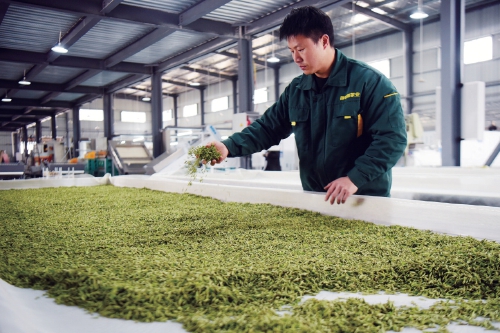 早春茶飘香 品牌齐争艳——各地茶叶品牌建设的生动实践