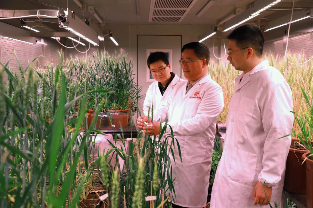 中国科学家成功“拼”出小麦完整基因组“拼图” 第 1 张