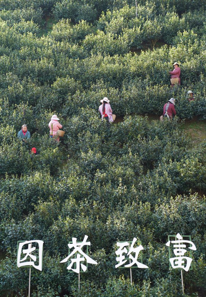 茶乡紫阳：科技巧赋能 绿叶变“金叶” 第 2 张