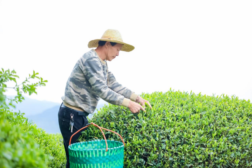 福建柘荣：以茶为媒绘就乡村振兴新图景 第 3 张