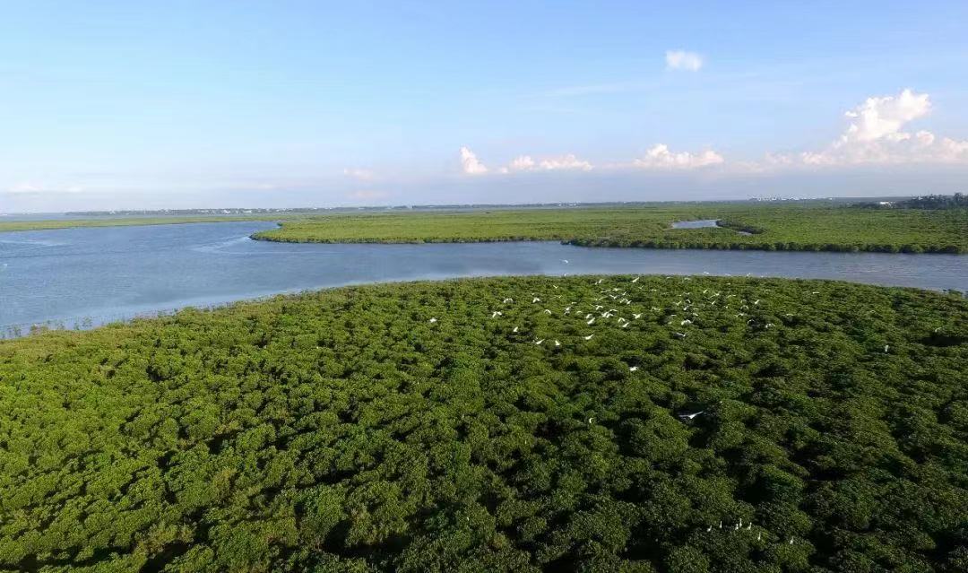 国际生物多样性日丨将红树林变为“金树林”，海南东寨港国家级自然保护区开展蓝碳试点研究