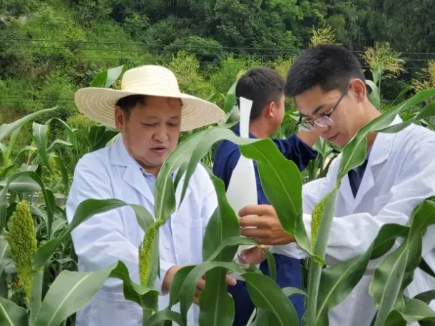 涂佑能：推广有机高粱基地有助于赤水河流域山清水秀