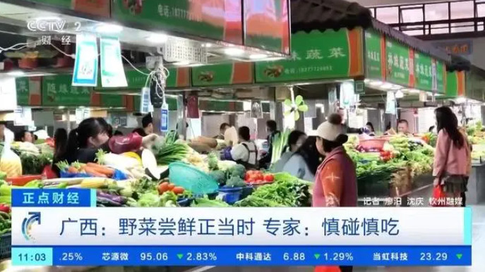  时令野菜上市了 医生提醒：特殊人群不建议食用                       
