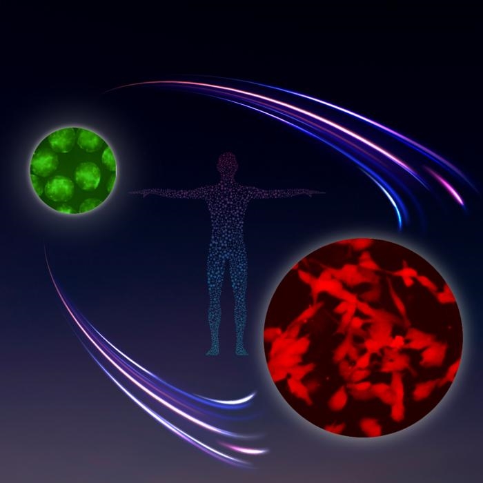 生殖研究“一小步”，生物医学“一大步”：驱动表观遗传重编程和分化机制确定