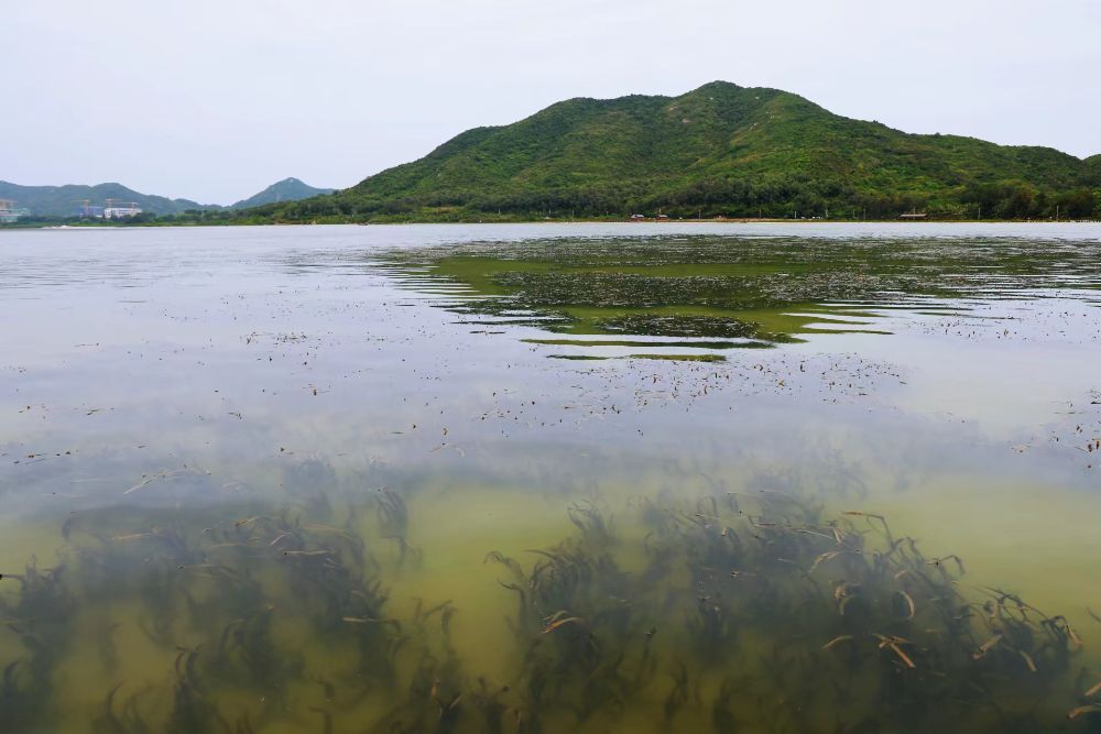 国际生物多样性日丨探访陵水新村港与黎安港海草特别保护区：蓝碳的重要贡献者原来是它 第 1 张