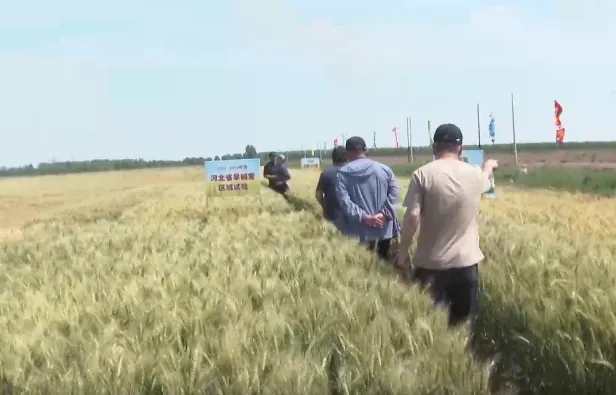 田间地头交流 种植经验分享 旱碱麦优良品种现场观摩在青举行促农增收 第 2 张