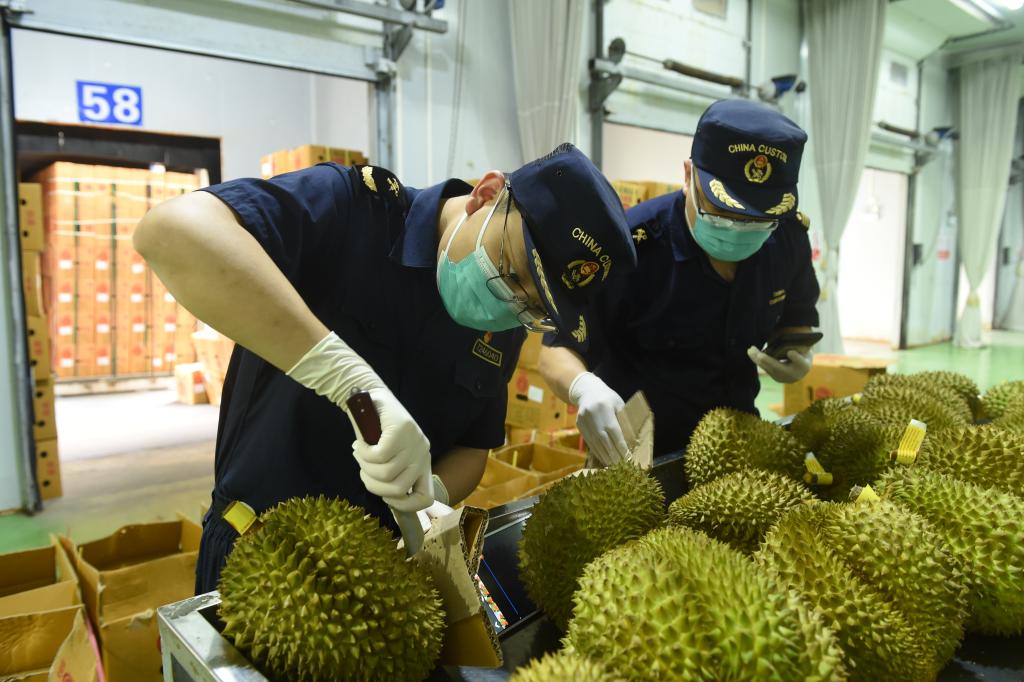 从泰国果园到中国市场 一颗榴莲的“北上之旅” 第 7 张
