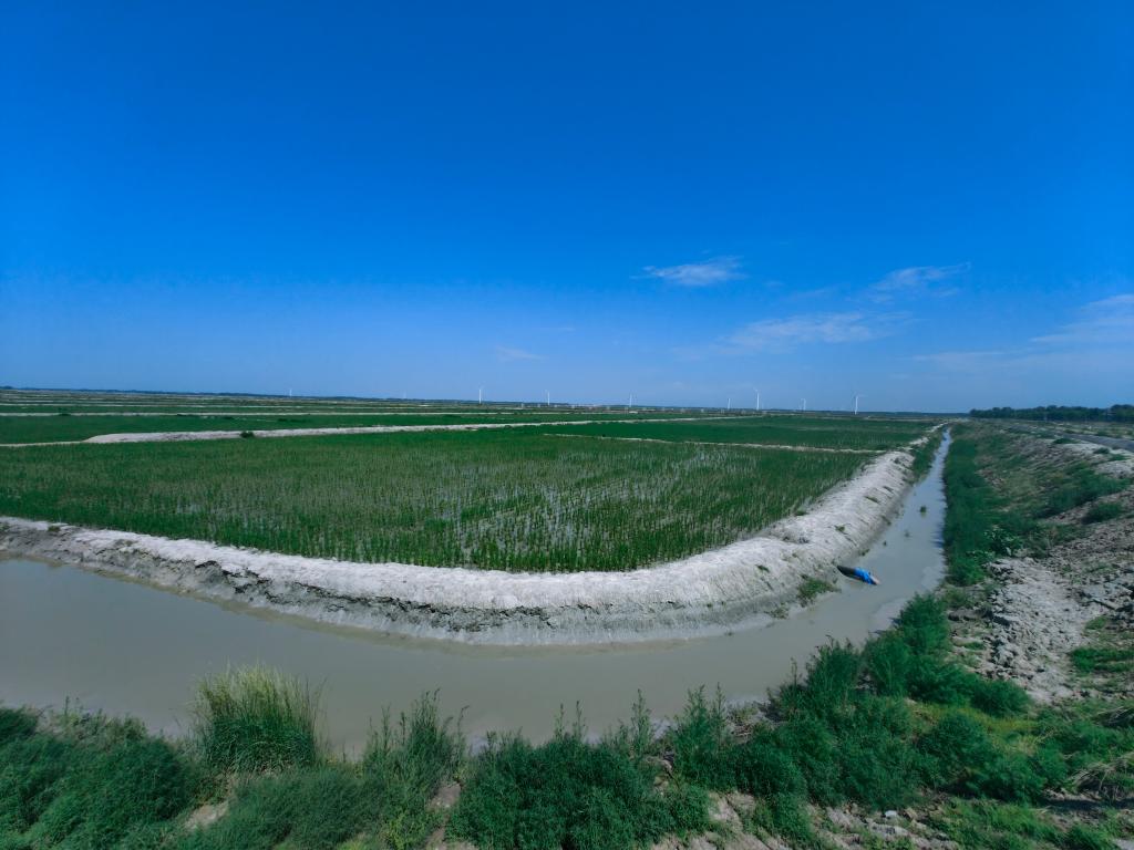 大地之变丨黑龙江大庆：盐碱地变良田 科技助力稻谷香 第 1 张