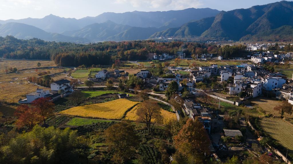 黄山茶叶香飘四海 国际友人纷至沓来 第 1 张