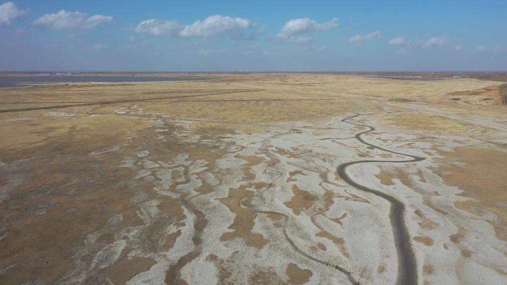 大地之变丨黑龙江大庆：盐碱地变良田 科技助力稻谷香 第 2 张