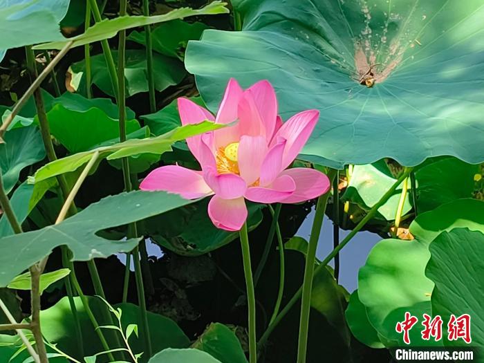 几疑城市有蓬莱 莲池书香历久传 第 2 张