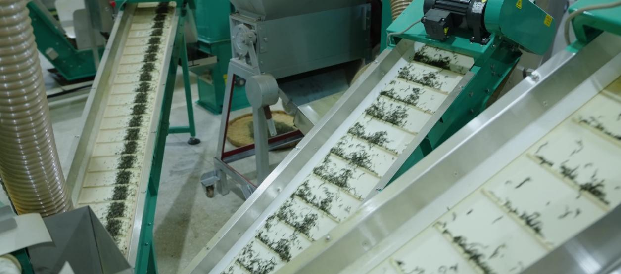 香飘飘品质健康升级：“超级茶园”纪录片讲述从源头好茶到杯中好奶茶的品质溯源之旅 第 2 张