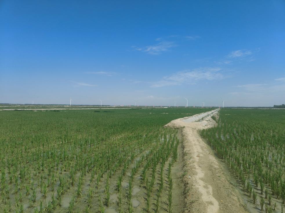 大地之变丨黑龙江大庆：盐碱地变良田 科技助力稻谷香 第 3 张