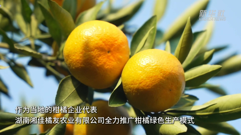 一颗小柑橘 带动富民大产业 第 3 张