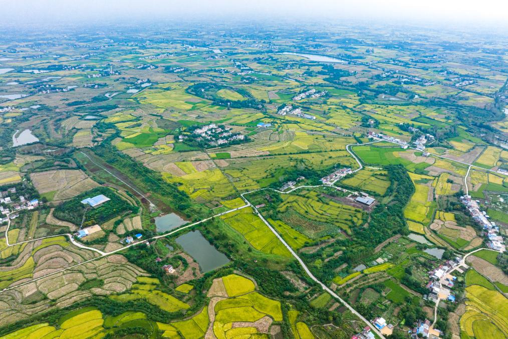 石家河遗址博物馆在湖北天门开建 第 2 张