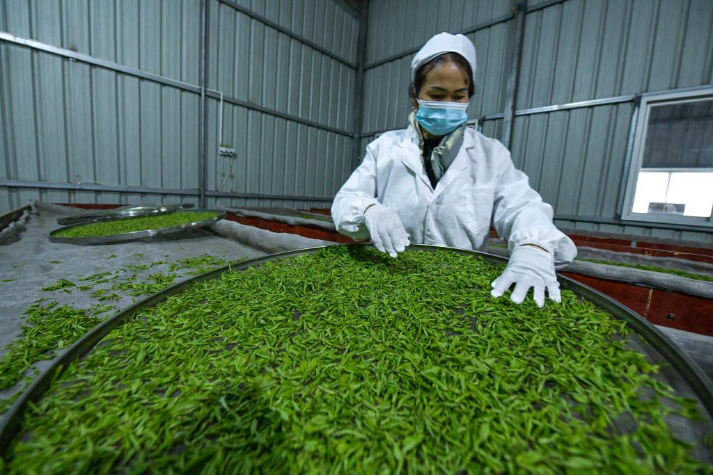 贵州普安：早春茶香飘出大山 第 2 张