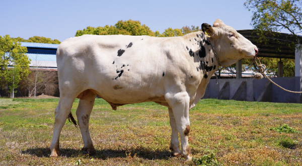 光明乳业种公牛首登国际百强榜，实现中国奶牛育种历史性突破 第 3 张