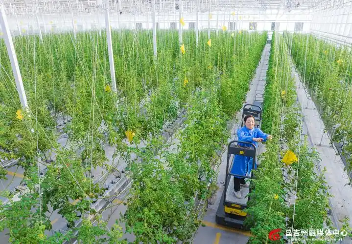 科技赋能农业：新疆昌吉"从一粒种子到三产融合"延链增效